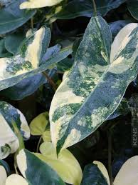 Pin On House Plants