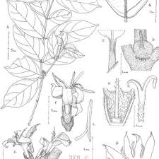 Image result for Sericanthe leonardii