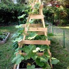 Growing cucumbers on a trellis is easy! Top 10 Foods You Can Regrow From Kitchen Scraps Pumpkin Trellis Zucchini Trellis Diy Garden Trellis