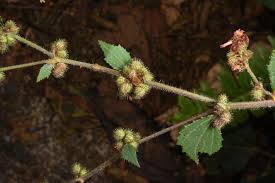 Image result for Triumfetta