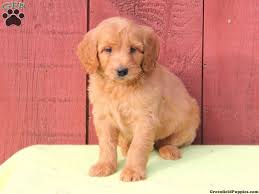 Petland in frisco is dedicated to matching families with the right pets. Goldendoodle Puppies Texas Price The Y Guide