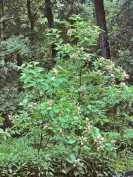 Image result for Brachystegia bakeriana