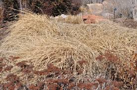 Pennisetum orientale 'karley rose' pp12,909 common name: Karley Rose Oriental Fountain Grass