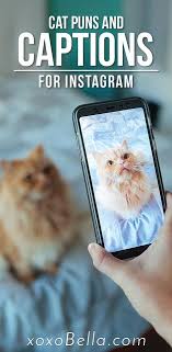 #ilovecats #catlady #catmom people who love cats have some of the biggest hearts around. 75 Cat Instagram Captions Aka Cat Sions That Are The Cat S Meow Xoxobella