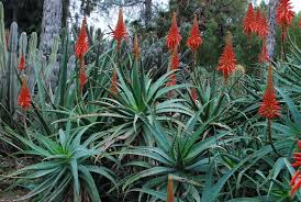 Image result for Aloe arborescens
