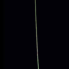 Image result for Dactyloctenium giganteum