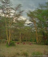 Image result for Acacia xanthophloea