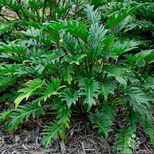 Philodendron Xanadu Australian Plants Online