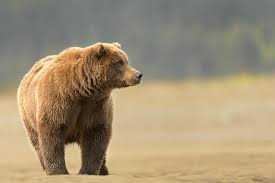 Maybe you would like to learn more about one of these? How To Keep Bears Away From The Garden Safely And Humanely