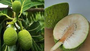 Image result for Treculia