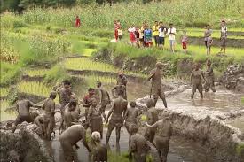 आज १७ औं राष्ट्रिय धान दिवस मनाइँदै « Imagekhabar – Online News Portal of  Nepal