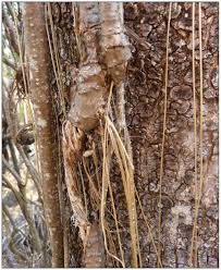 Image result for Tinospora fragosa