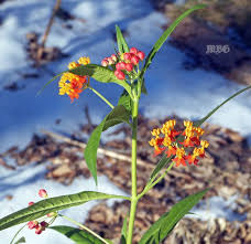 Grow From Cuttings Tropical Milkweed Propagation Monarch Butterfly Garden Milkweed Plant Milkweed