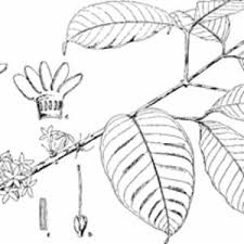 Image result for Pleiocarpa