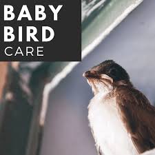 The northern mockingbird feeding preferences. What To Do If You Find A Baby Bird On The Ground Pethelpful
