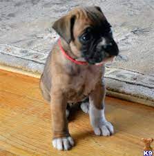 Beautiful ckc brindle flashy male boxer puppy born december 21st looking for his forever home. Boxer Puppies For Sale In Michigan Petfinder