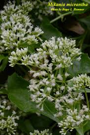 Image result for Aidia micrantha