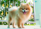 Fluffy Dog Breeds with Pictures and Breed Profiles