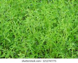 Image result for Sphenoclea