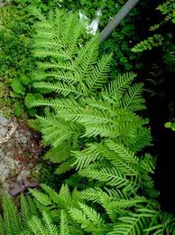 Image result for Pteris dentata