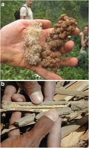 Garden lizards are always making holes in my yard, they are a constant trouble. Sustainable Use Of Termite Activity In Agro Ecosystems With Reference To Earthworms A Review Springerlink