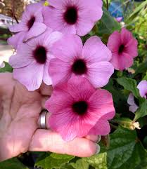 Image result for Thunbergia annua