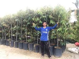 Berita Tv Malaysia Pokok Durian Musang King 8 Kaki Ada Yang Minat Tak