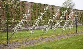 You don't hear about it as much because most people have lost the culture of caring for fruit trees, which is a tragedy. Trained Fruit In Pictures Life And Style The Guardian