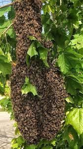 Check spelling or type a new query. Beehive Removal For Free Melbourne Australia Home Facebook