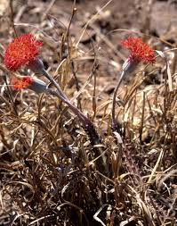 Image result for Kleinia fulgens