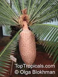 Image result for Dioon