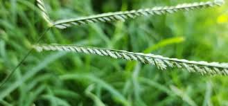 Image result for Eleusine