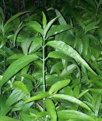 The herb also cured various type of cancers and tumors as published in many social and online media. Anti Cancer Sabah Snake Grass Home Facebook