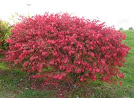 I have several burning bushes and i prune them whenever i think of it, any time i have my pruners in my hands maybe pruning something else. The Burning Bush Is Gorgeous But You May Not Know The Danger The Advocate Messenger The Advocate Messenger