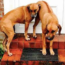 Auf welche faktoren sie zu hause bei der auswahl seiner hundespiele für zuhause achten sollten! Hundespiele Fur Zuhause Hund Um Fit