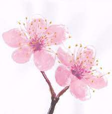 Cherry Blossom By Saili Chan On Deviantart Sakura Tattoo Sister Tattoos Cherry Blossom Tattoo