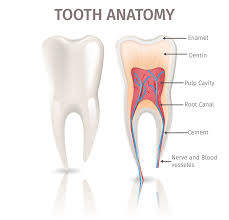 If this occurs, root canal treatment is necessary. Everything You Need To Know About Root Canal Treatment Smile Up Dental