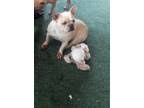 We have french bulldog puppies for sale all over michigan and the surrounding areas within our preferable pups family of breeders. French Bulldogs For Sale In Lansing Dogs On Oodle Classifieds