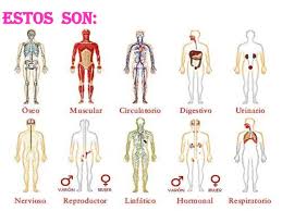 Resultado de imagen para cuerpo humano