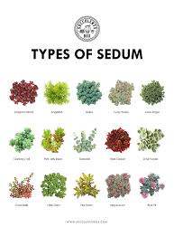 Popular Types Of Sedum Use Code Loveplants For 10 Off Your First Order Succulents Houseplant Sedum Id Id Types Of Succulents Planting Succulents Plants