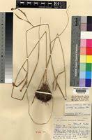 Image result for Moraea natalensis