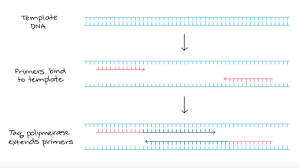 A free biological methods search engine. Polymerase Chain Reaction Pcr Article Khan Academy