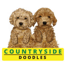 Explore our site to learn more about how we breed, genetic testing, the. Country Side Doodles Berkeley Springs Wv