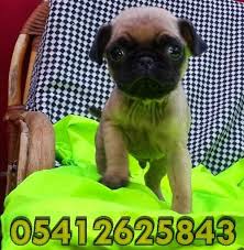 Pug Mops Yavru Ilanlari Pug Pug Kopekler Yavru Pug