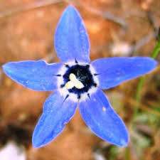 Image result for Wahlenbergia denticulata