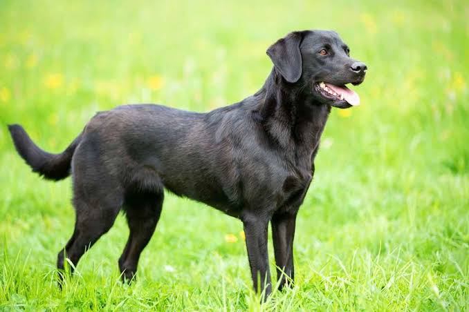 Labrador Retriever 
