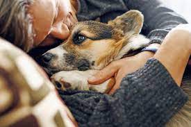 At home pet euthanasia aims to guide pet lovers through the agonizing decision to euthanize their beloved companions. Pet Euthanasia At Home How It Works And What To Expect Daily Paws