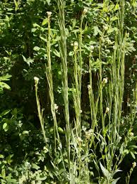 Image result for Turritis glabra