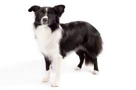 Black And White Sheep Herding Dog Shetland Sheepdog Dog Breed Information Sheep Dog Puppy Border Collie Dog Collie Puppies