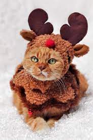 Funny Cats Stock Photos And Images Christmas Cats Christmas Animals Cat Costumes